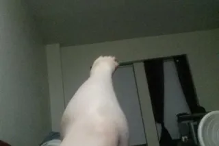 traveling only with a deposit saw him he had tattooed on his arm🔥🔥 I'm not hosting YA FAVORI BBW👀🫶🥰😜💦 - Image 5